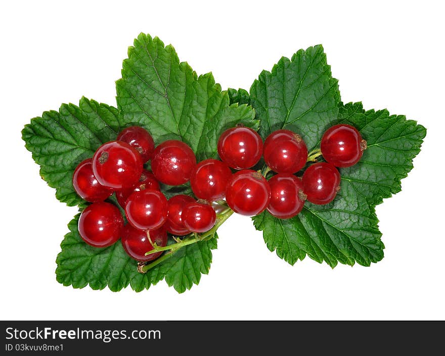 Red Currant close up