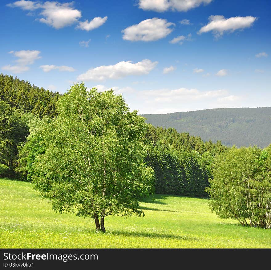 Spring landscape