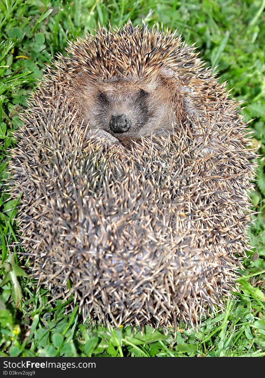 Hedgehog - small animal with spikes. Hedgehog - small animal with spikes