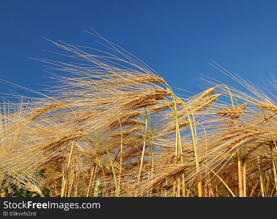 Golden wheat in the blue sky background