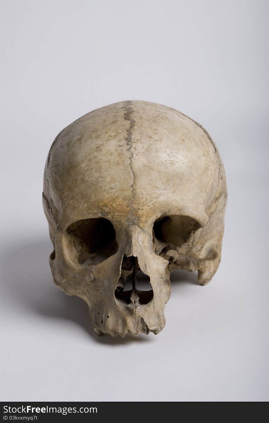 Bare Skull with specific anatomy.