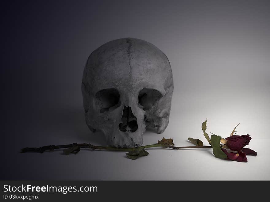 Skull and withered Rose