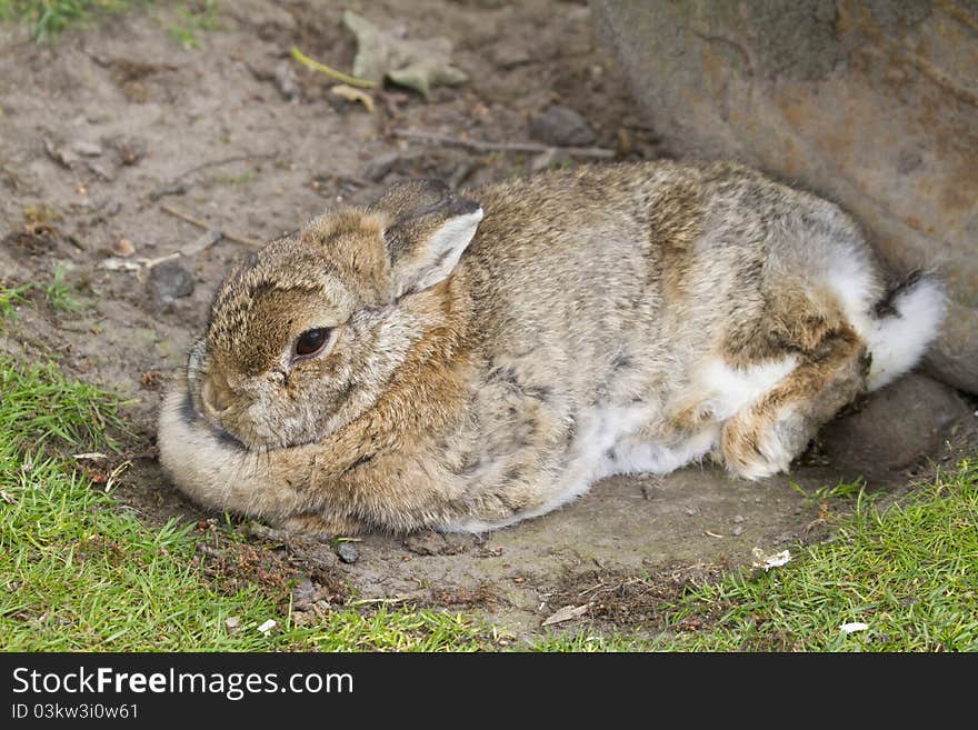 A Rabbit laying on the ground resting