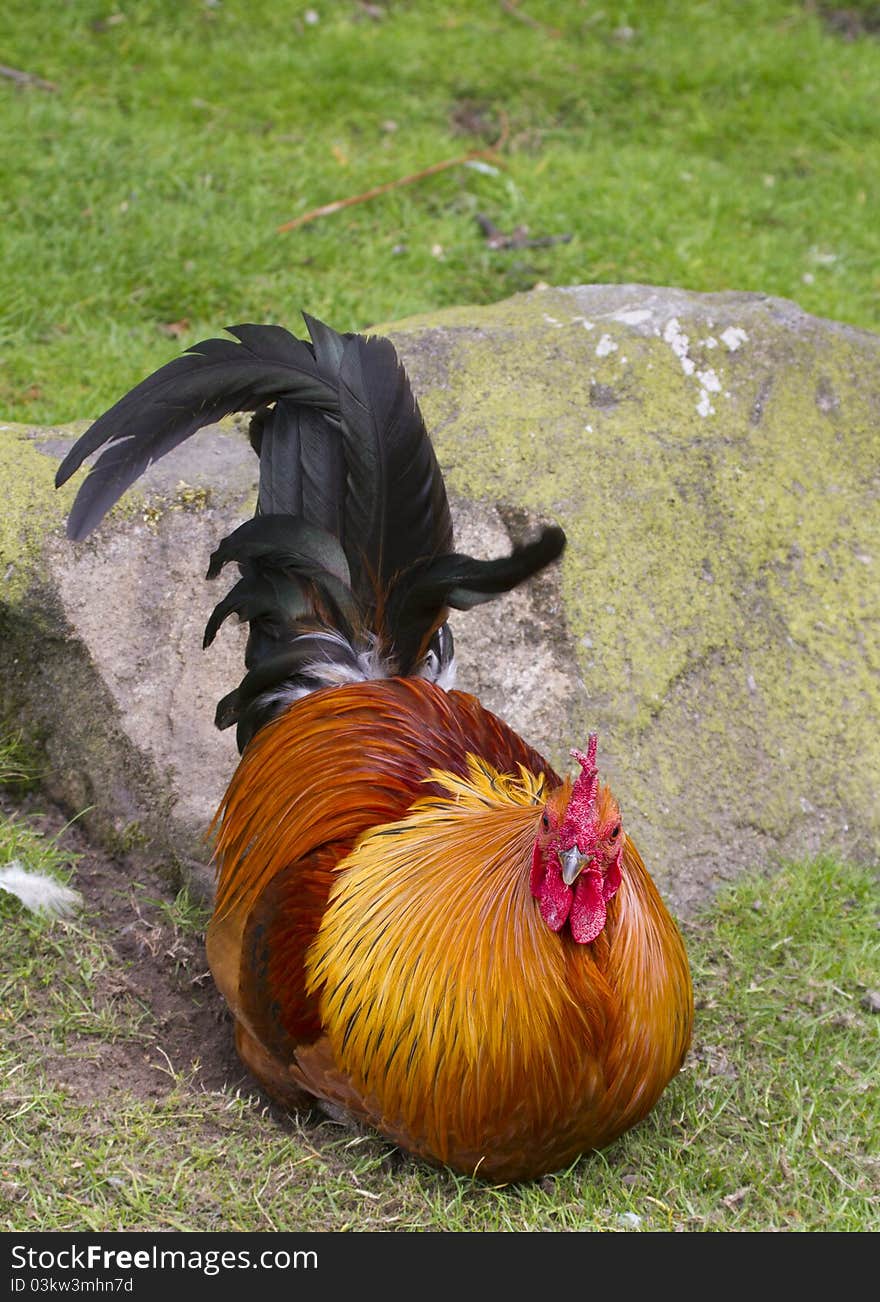 Cockerel a beautiful farm bird close up