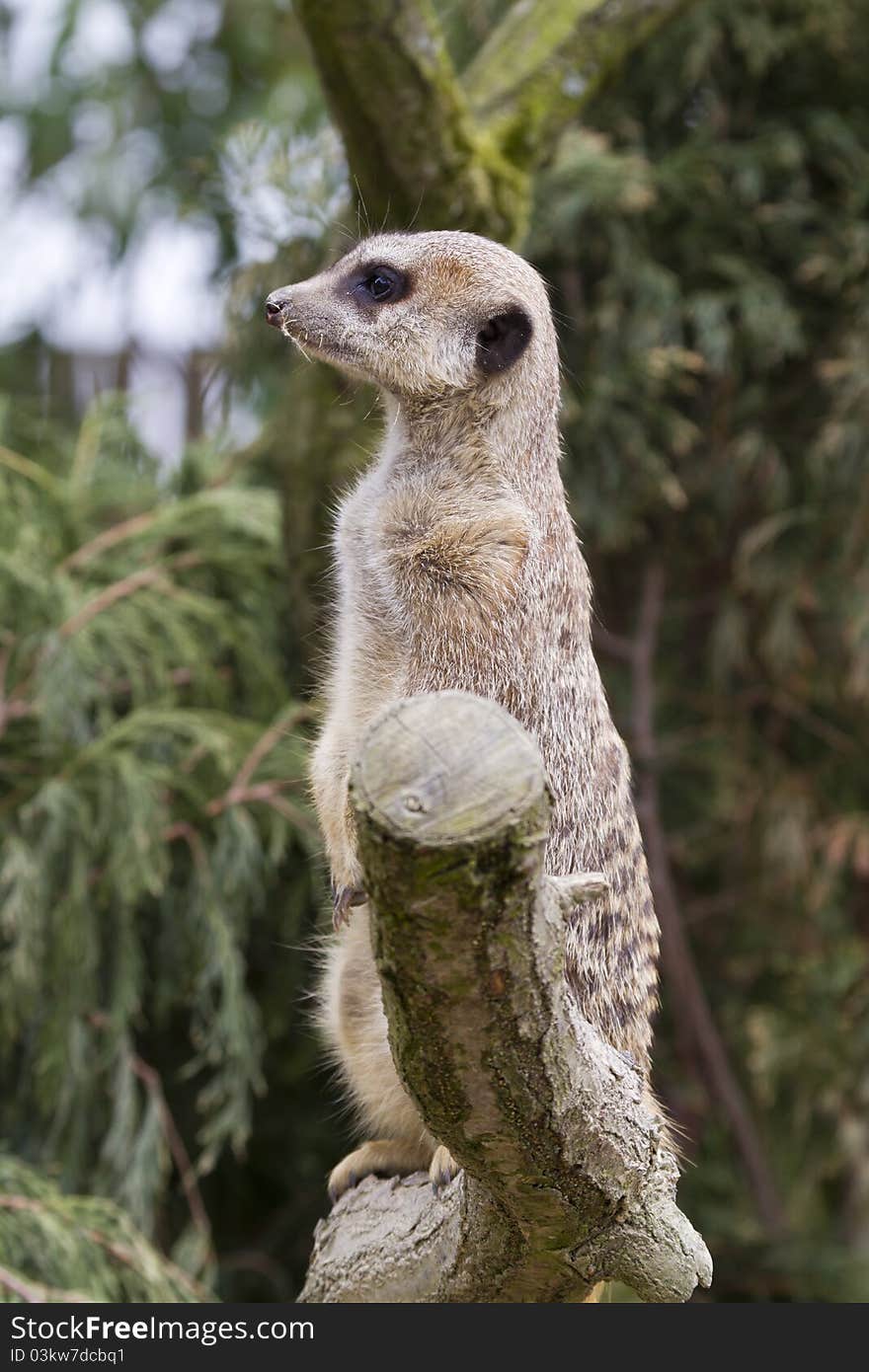 Meerkat