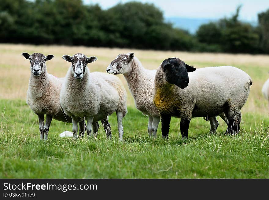 Four sheep on the grass. Four sheep on the grass.