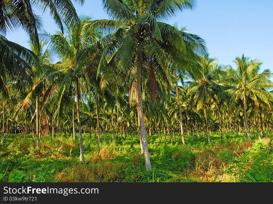 Miles of coconut trees on farm. Miles of coconut trees on farm