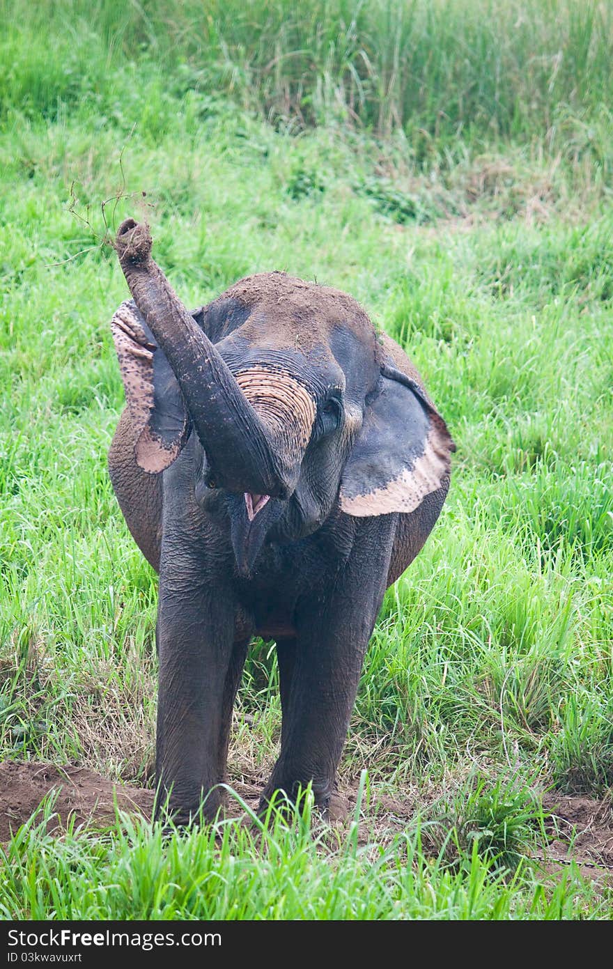 Elephant in the wild,Thailand