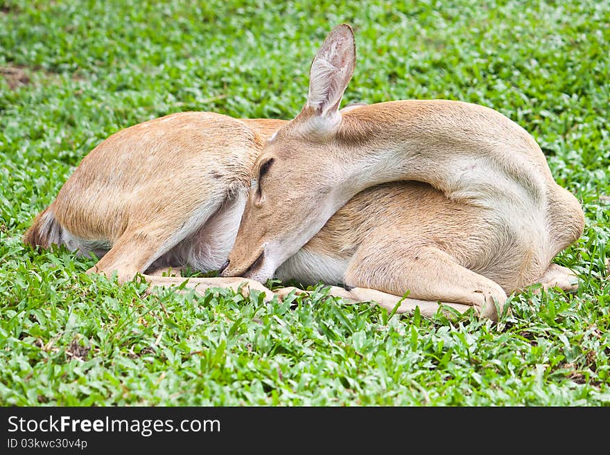 Deer Reclining