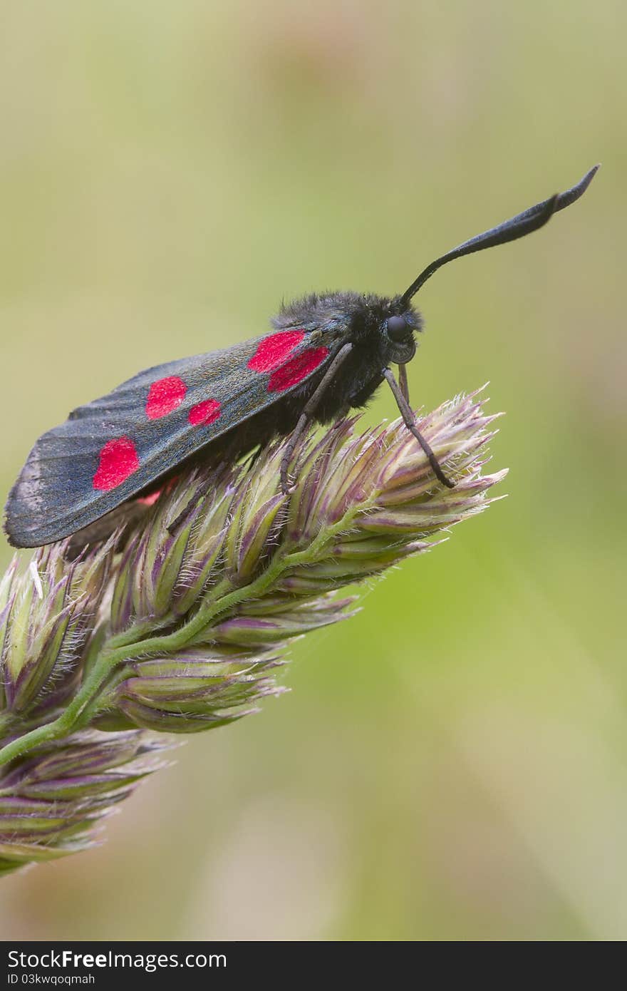 Five Spot Burnet A Day Flying Moth