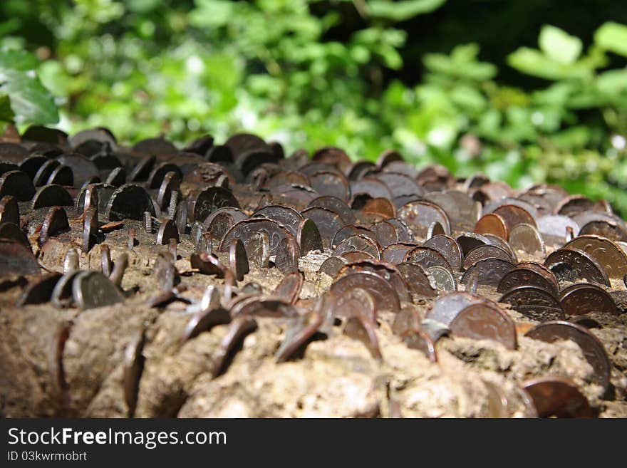 Coins Embedded In Tree Stump