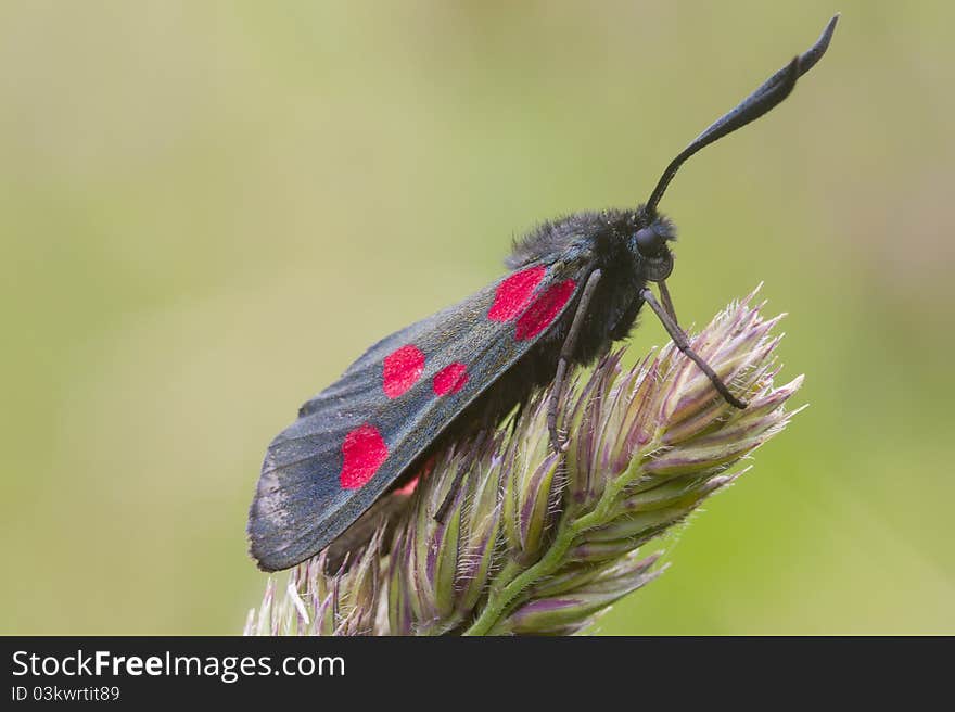 Five Spot Burnet A Day Flying Moth