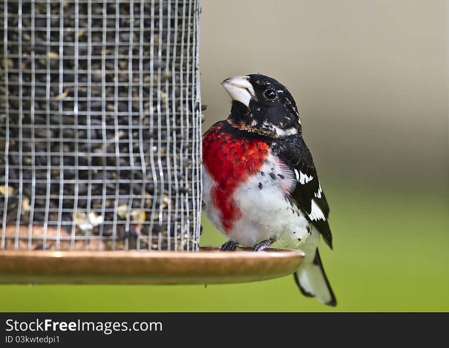 Rose-breasted Grosbeak at feeder in spring