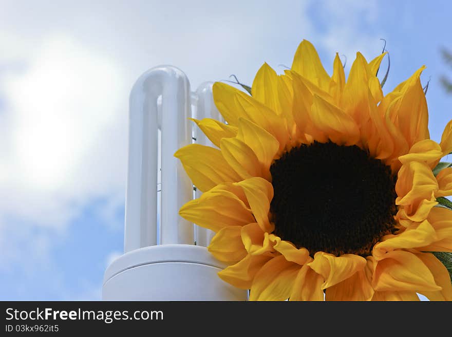 Sustainable green energy sunflower lightbulb