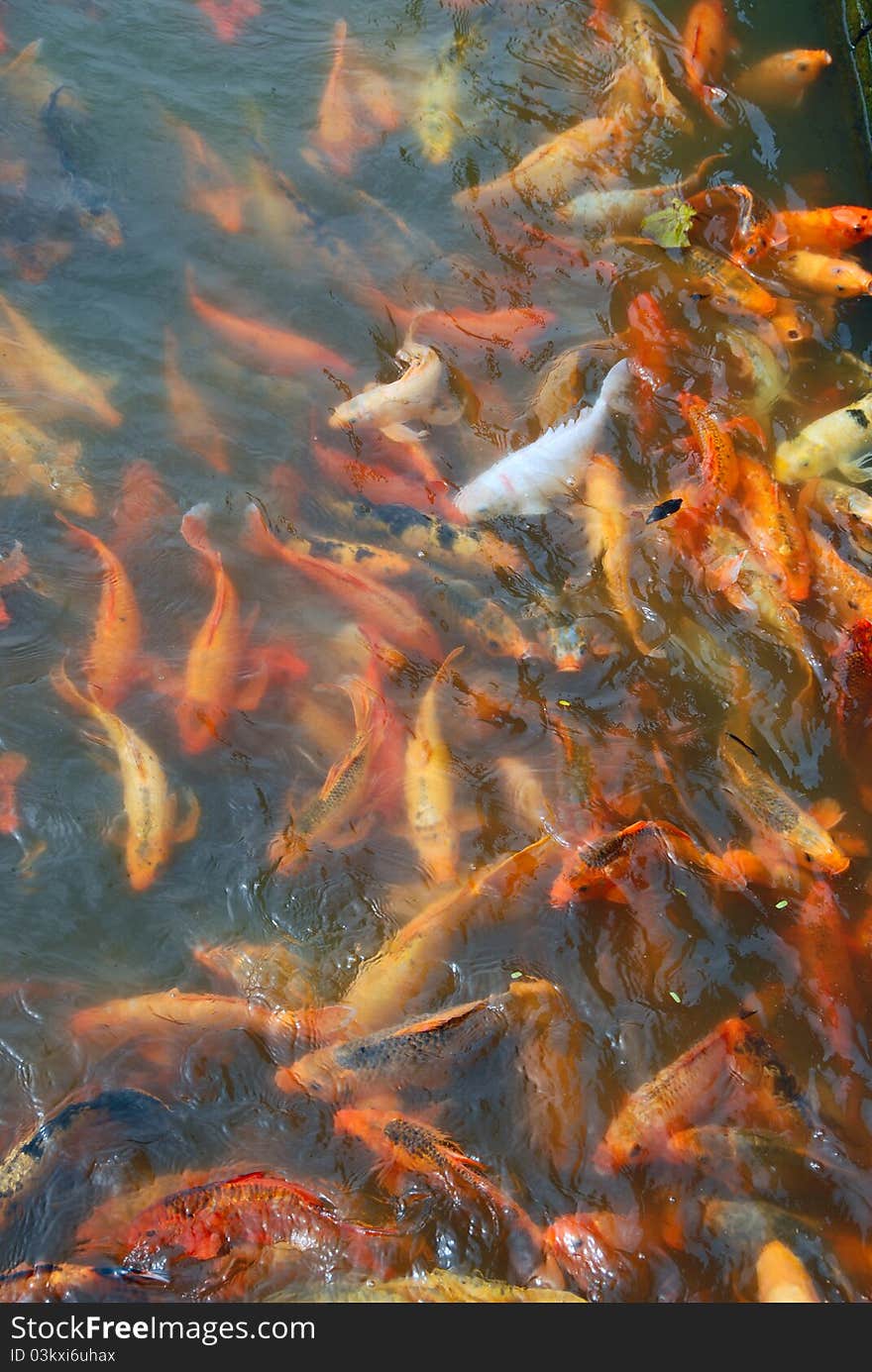 Conceptual photo. one blanching fish amongst ensemble gold(en) fish. Conceptual photo. one blanching fish amongst ensemble gold(en) fish