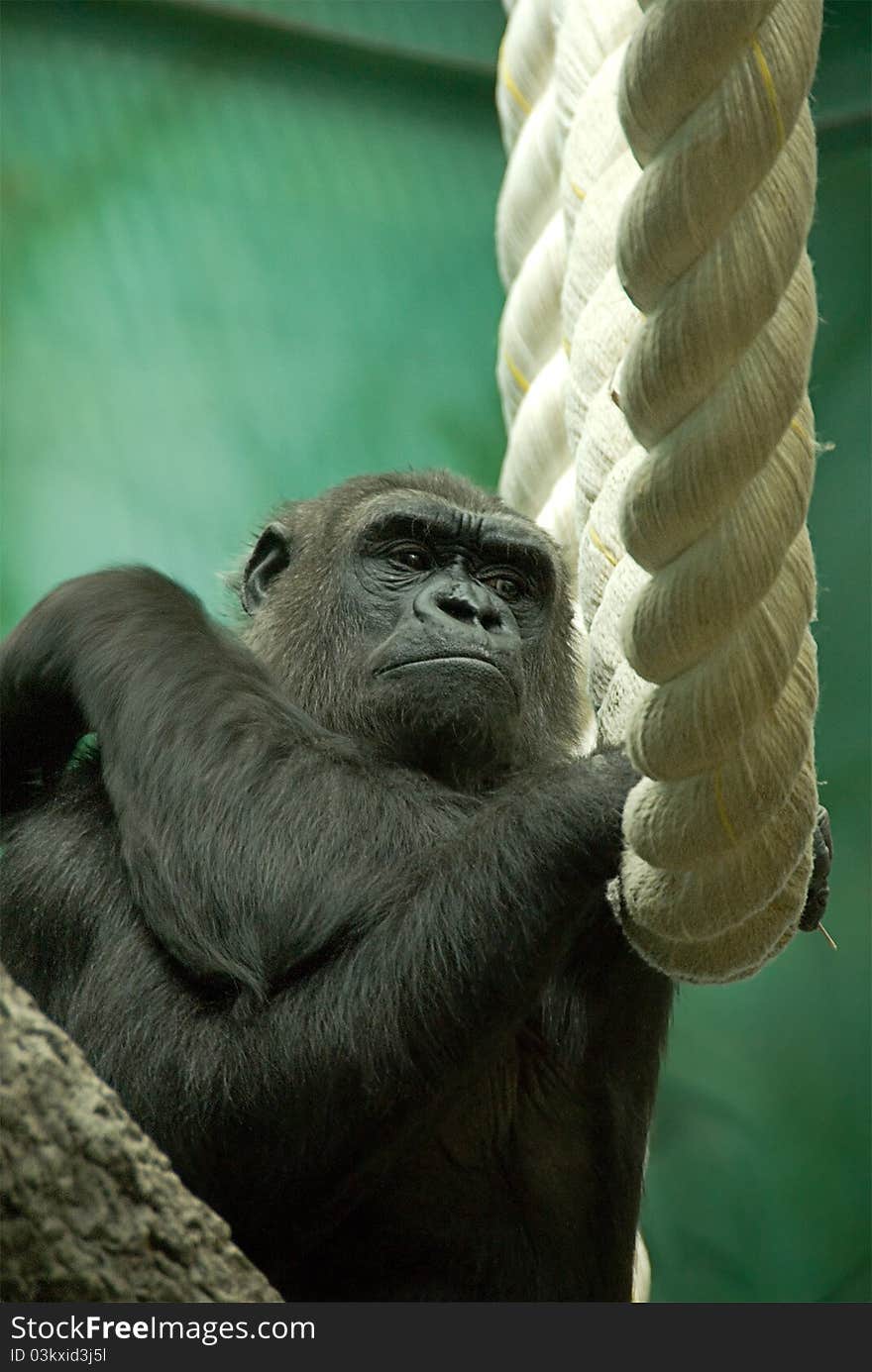 Portrait of a gorilla thinking. Portrait of a gorilla thinking