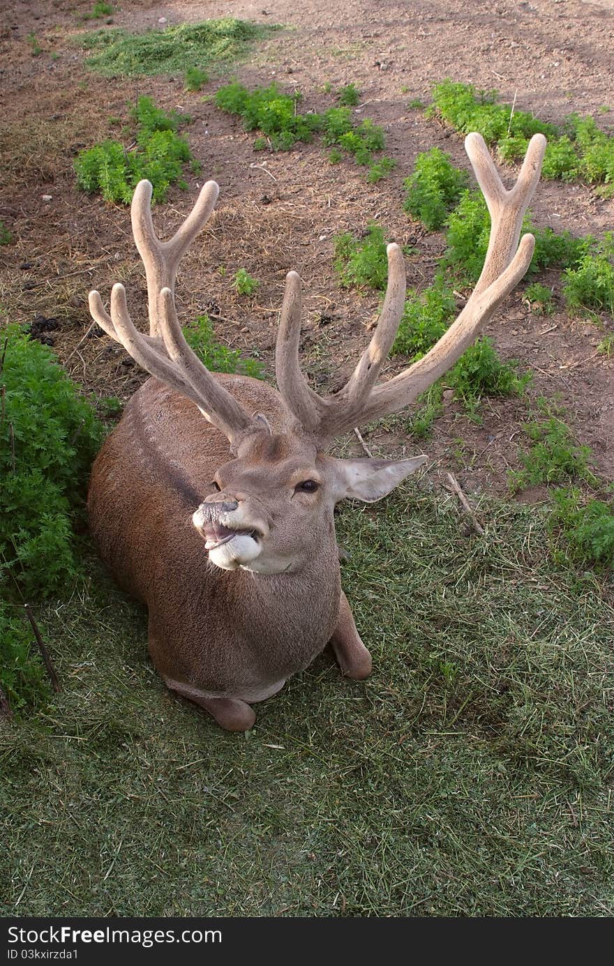 The tired deer has a rest on a wood glade. The tired deer has a rest on a wood glade