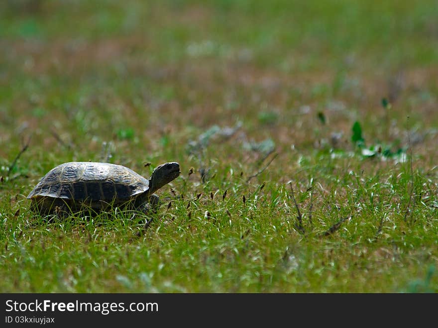 The Terrapin on green meadow. The Terrapin on green meadow