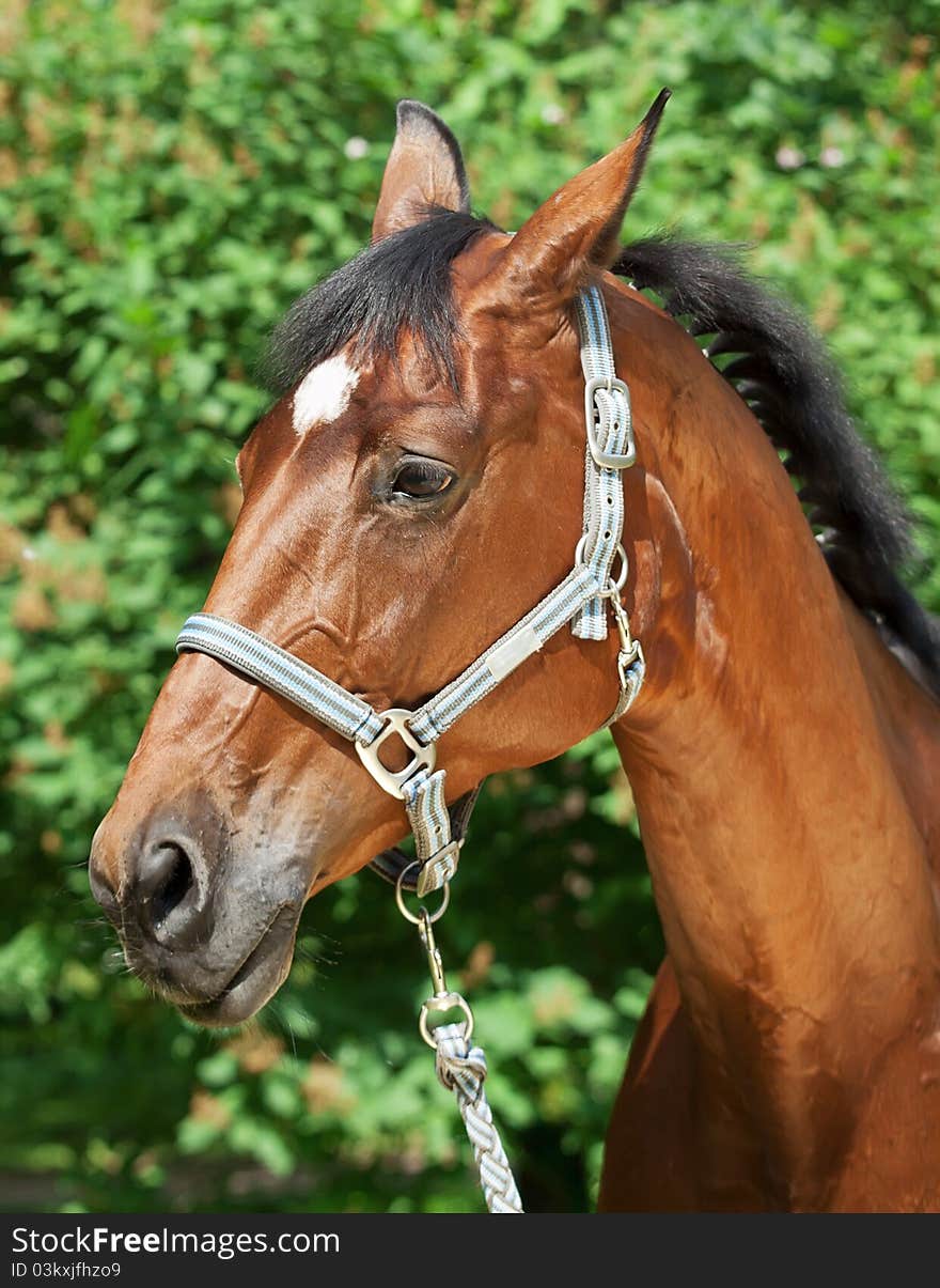 Portrait of beautiful bay mare outdoor sunny day. Portrait of beautiful bay mare outdoor sunny day