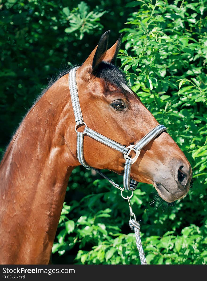 Portrait of beautiful bay mare outdoor sunny day. Portrait of beautiful bay mare outdoor sunny day