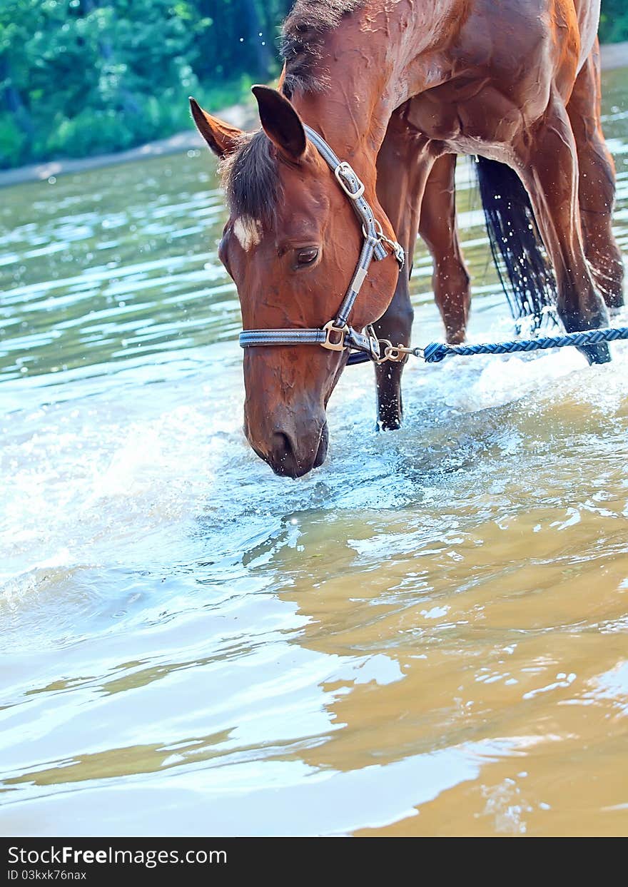 Portrait of beautiful bay mare in river outdoor sunny day. Portrait of beautiful bay mare in river outdoor sunny day