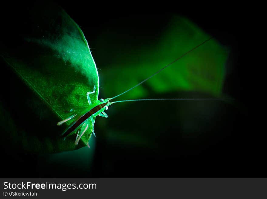 A colorful Grasshopper of the peruvian rainforest rests on a leaf.