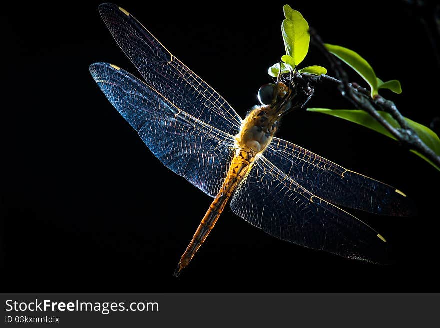 Beautiful blue dragonfly in a botanical garden. Beautiful blue dragonfly in a botanical garden