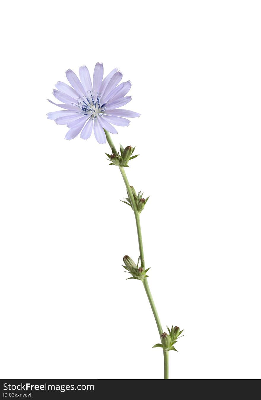 Beautiful blue wild flower with high stem on white background