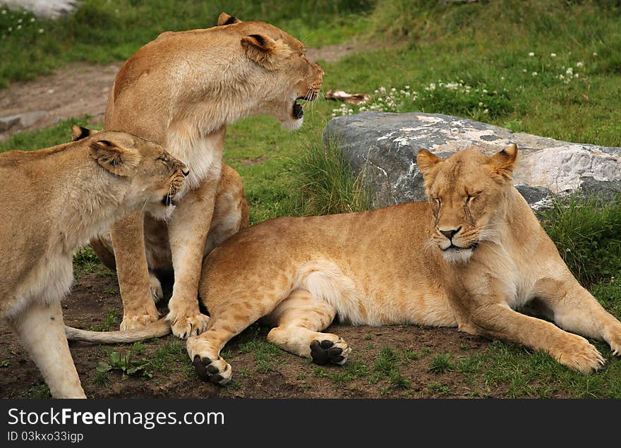 3 female lion rest on the meadow. 3 female lion rest on the meadow.