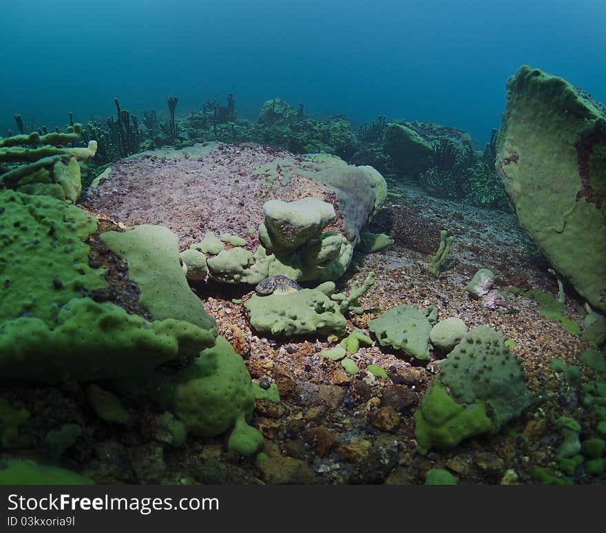 Baikal underwater coral reef fish. Baikal underwater coral reef fish