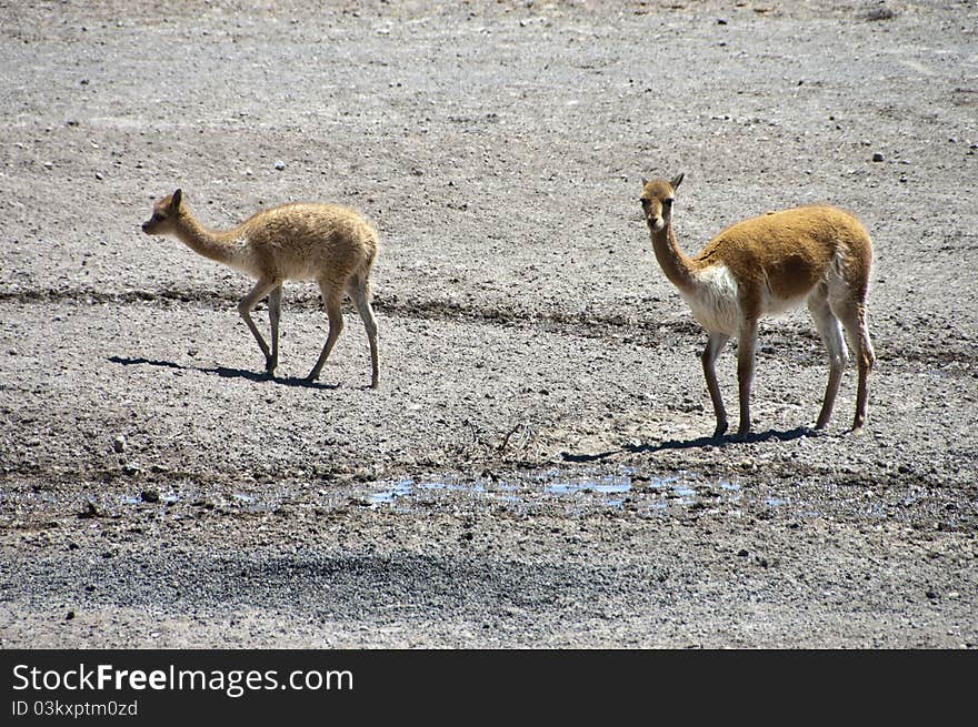 Vicuna and calf