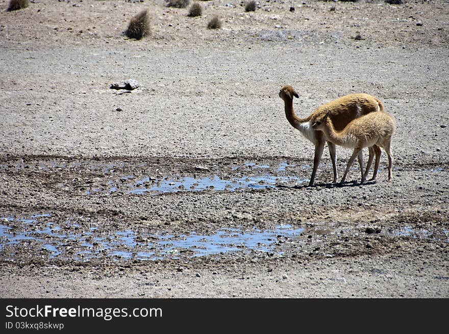 Vicuna and calf