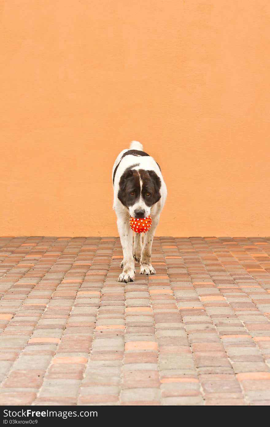 Central Asian Shepherd holds his ball in his mouth. Central Asian Shepherd holds his ball in his mouth