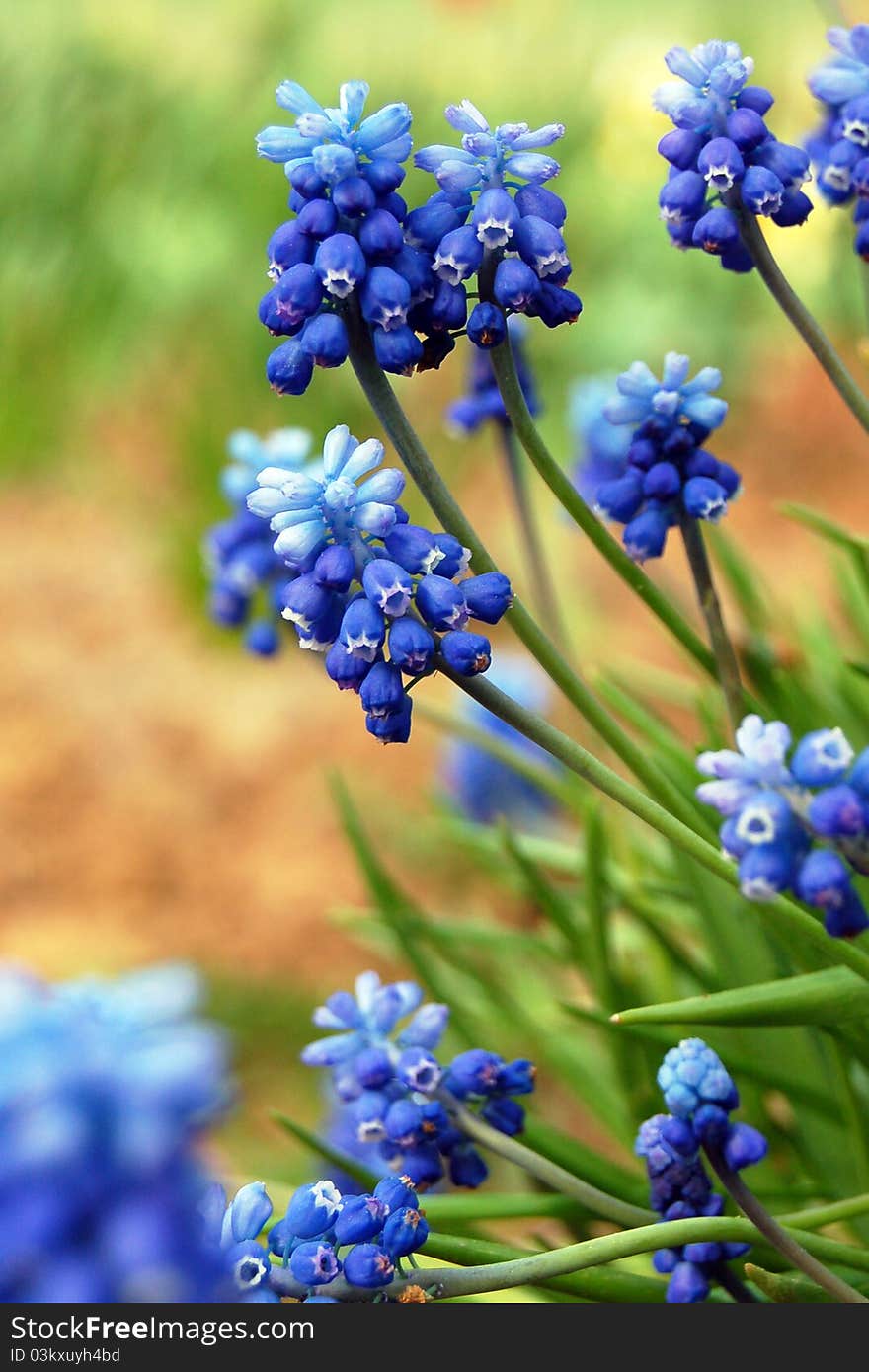 Fresh muscari flowers.