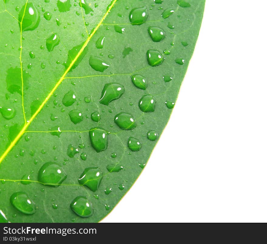 Green leaf with water drops and copy space