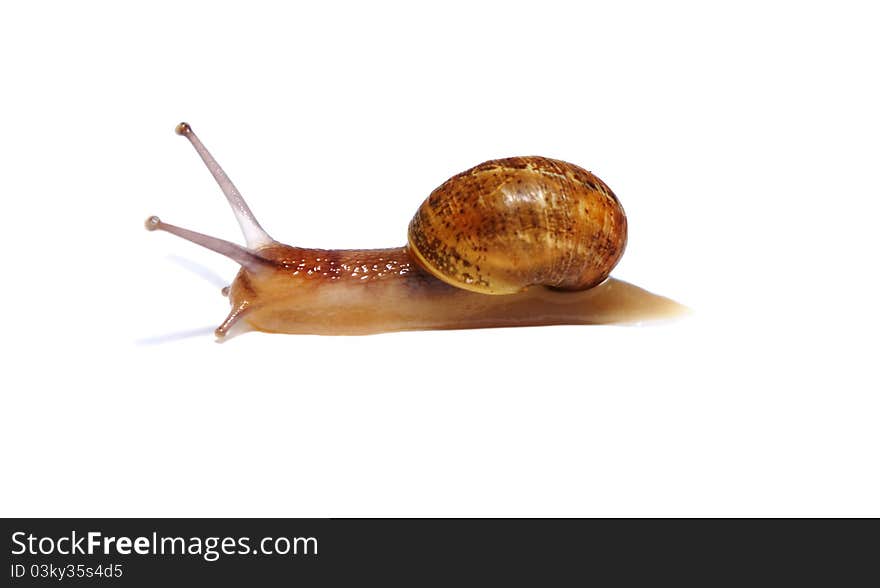 Garden snail closeup over white surface