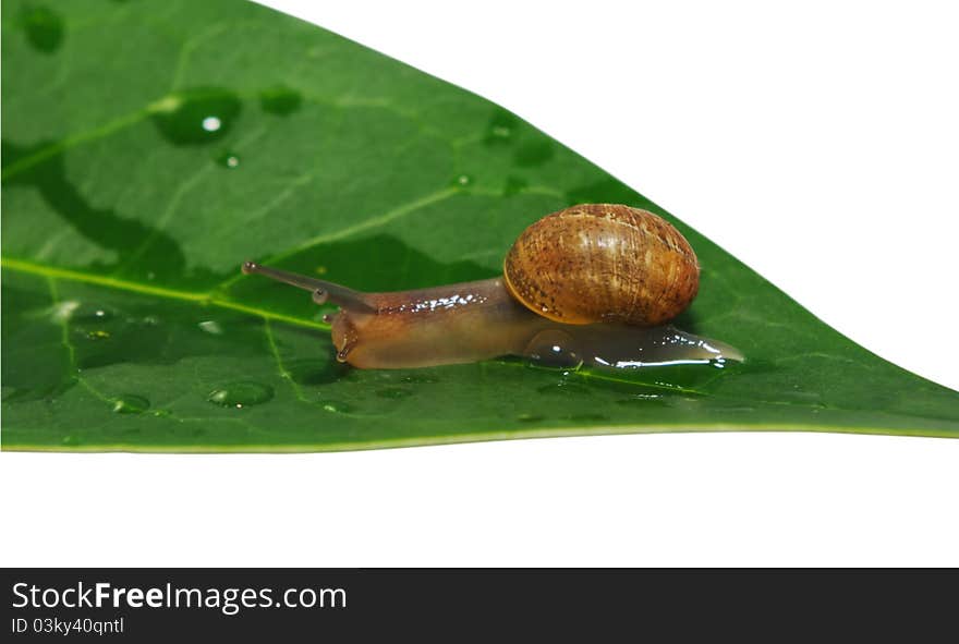 Garden snail on leaf over white surface. Garden snail on leaf over white surface