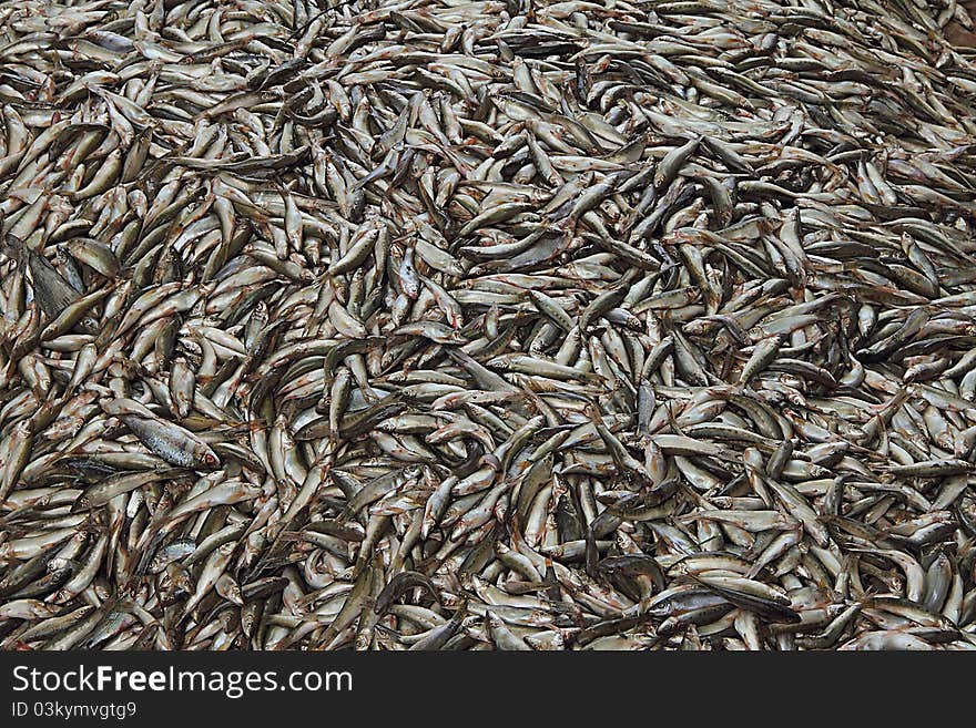 A Draught of River Fish