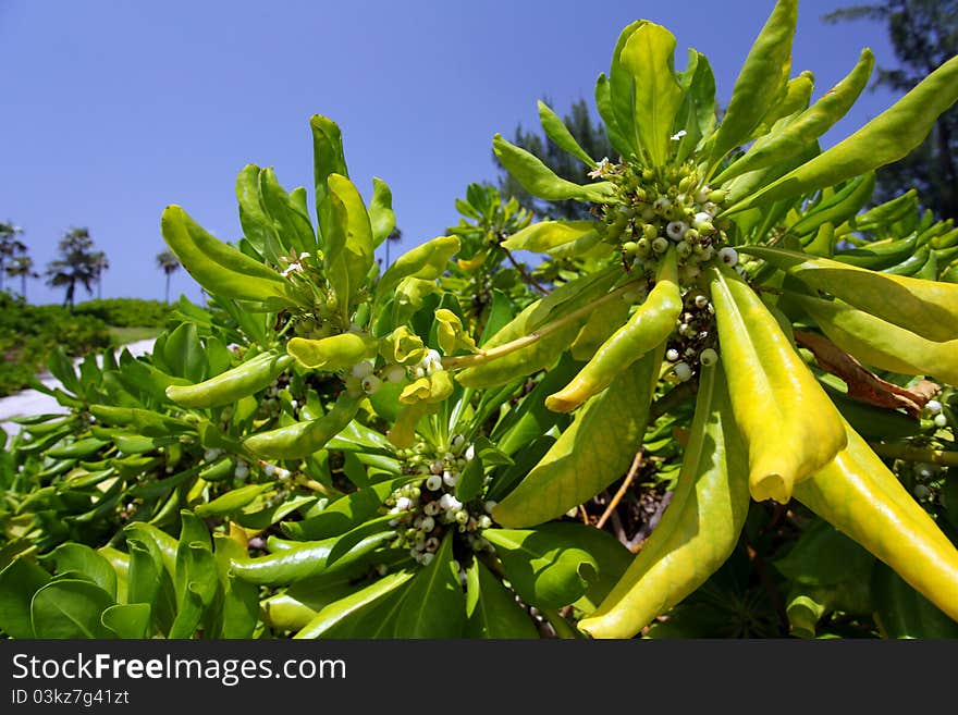 Grand Cayman plants