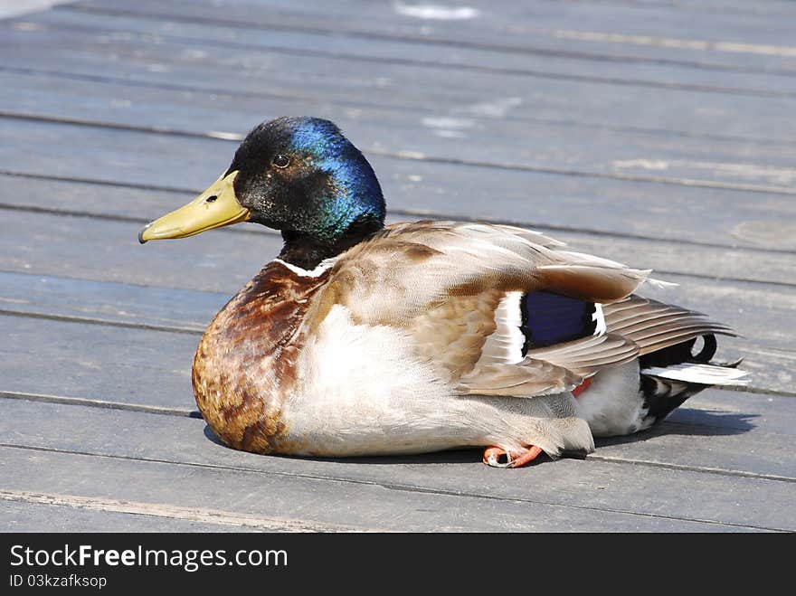 Mallard duck sitting on a jetty. Mallard duck sitting on a jetty