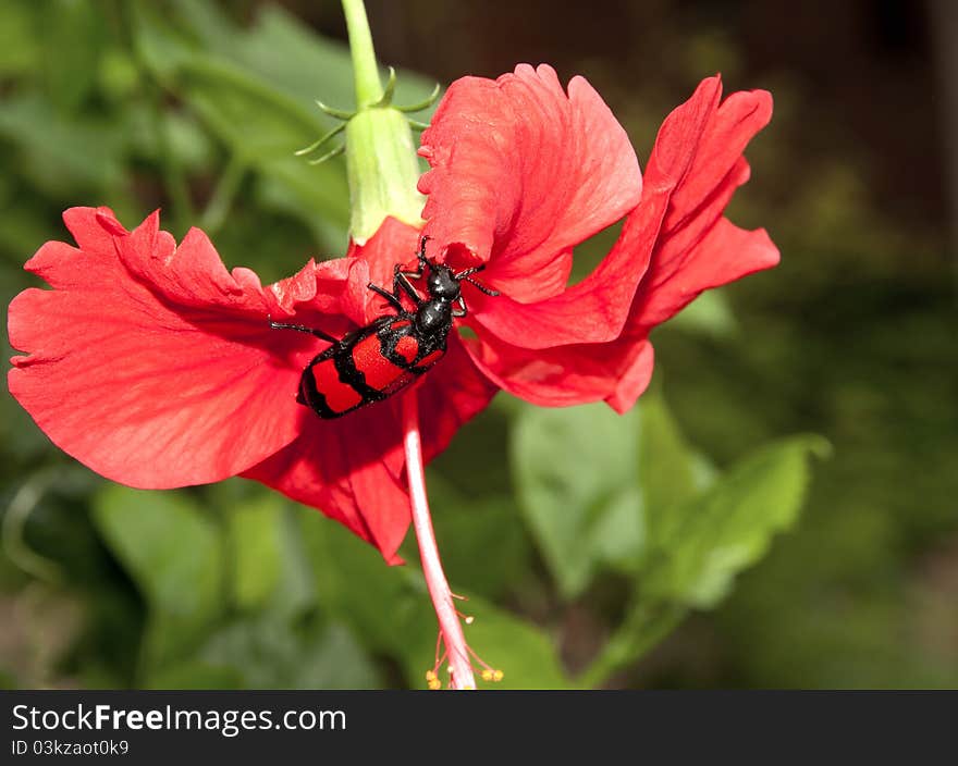 Ground beetle feeding on hibiscus flower. Ground beetle feeding on hibiscus flower