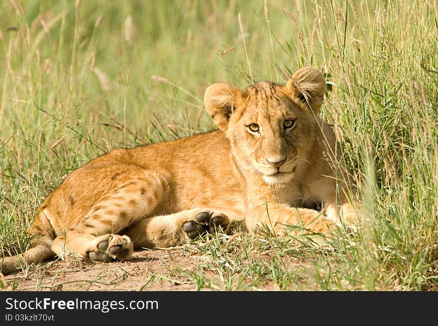 A lion cub in Kenya's Masai Mara