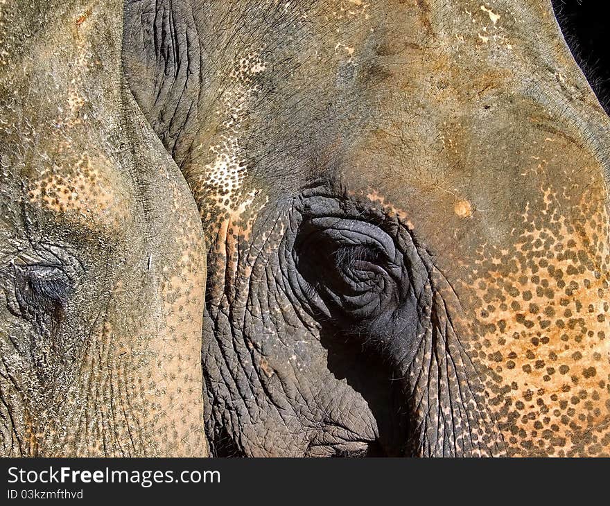 Jungle trekking resting elephant eye