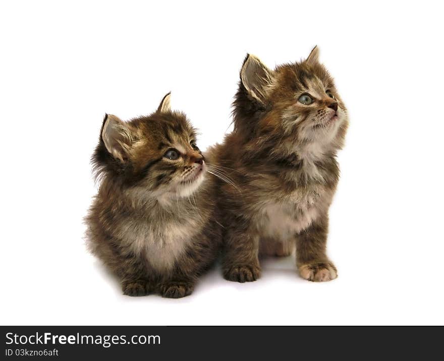 Two kittens