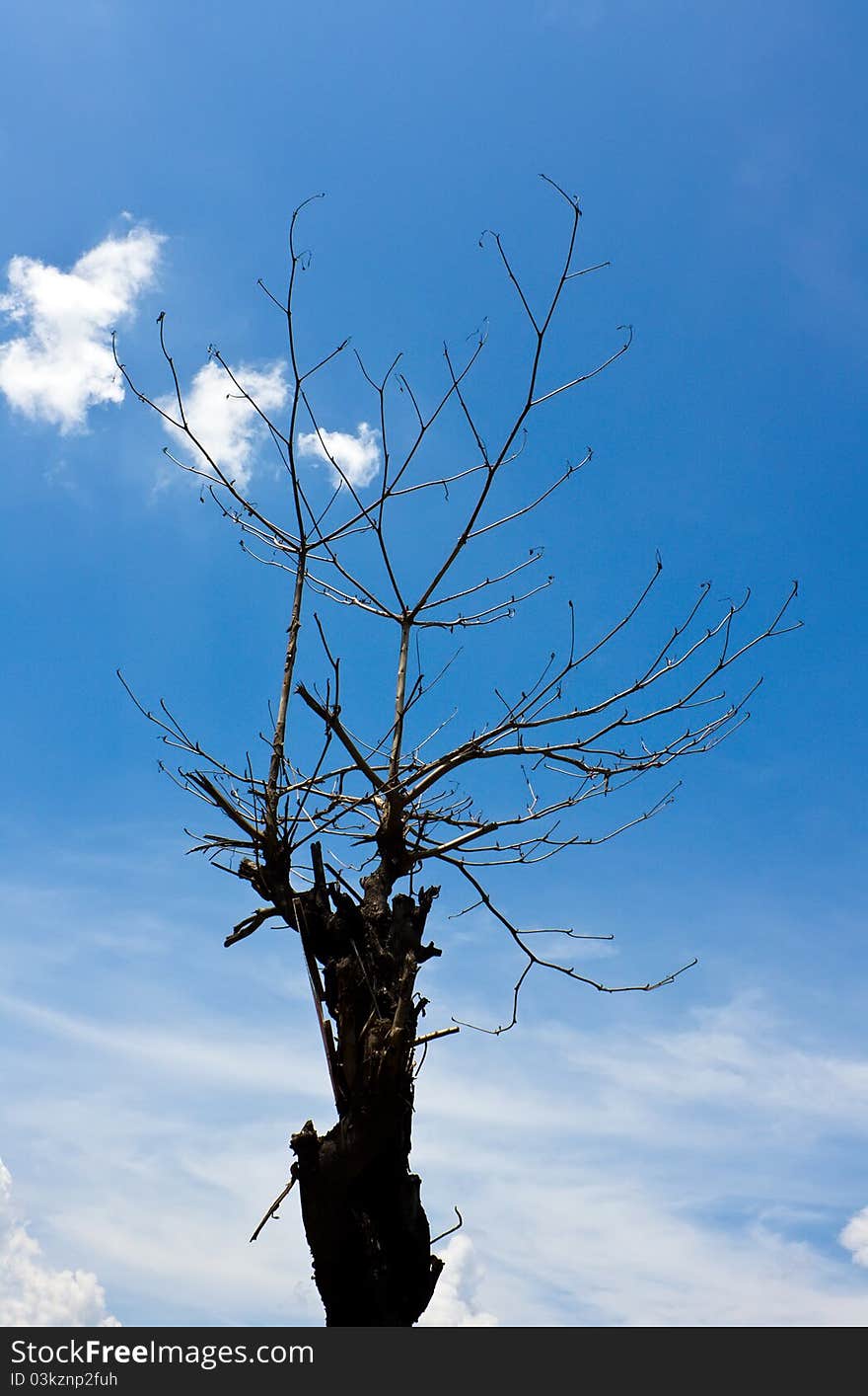 Dead tree on blue sky