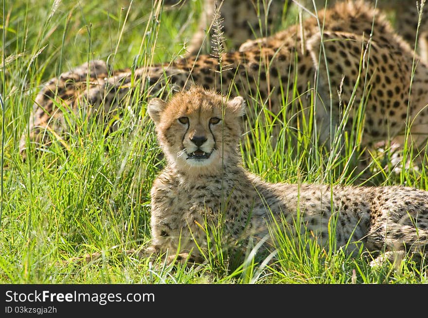 A young cheetah cub in Kenya's Masai Mara