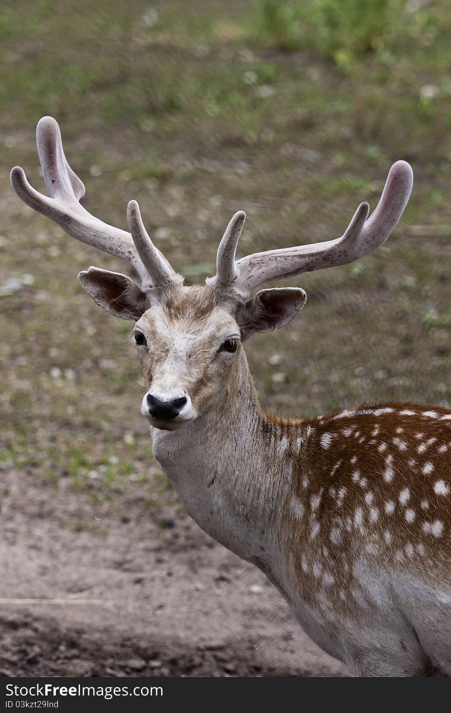 Close up shots of michigan elk early summer antler's in velvet