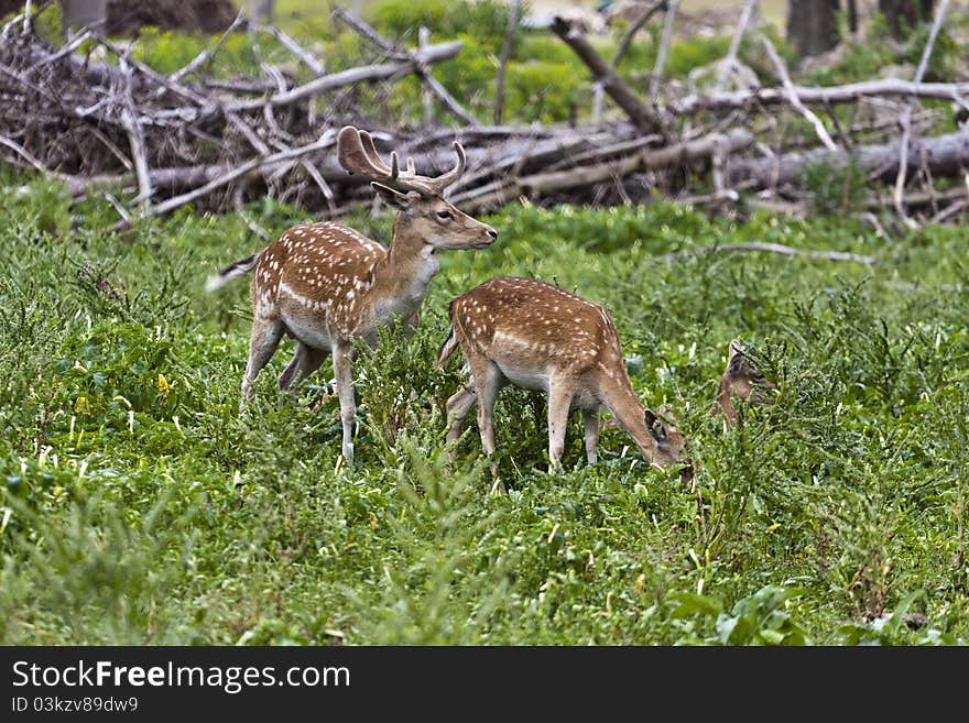 Close up shots of michigan elk early summer antler's in velvet