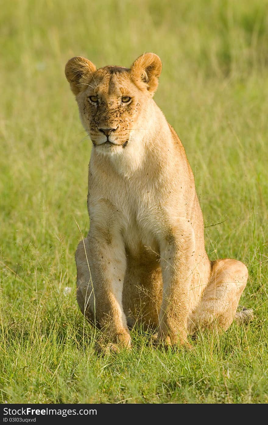 Lioness in Kenya's Masai Mara looking directly into the camera