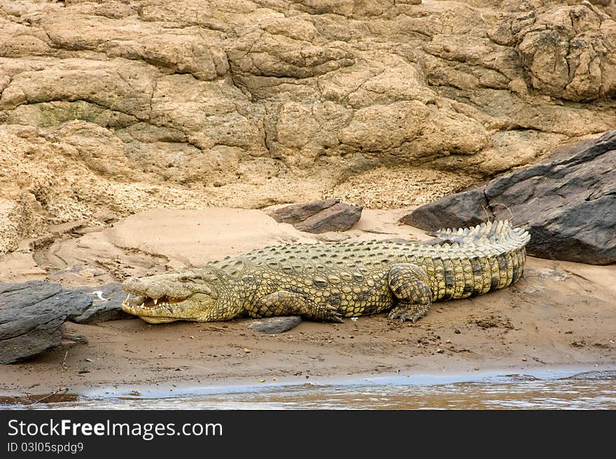 A large crocodile on the banks of the Mara river in Kenya